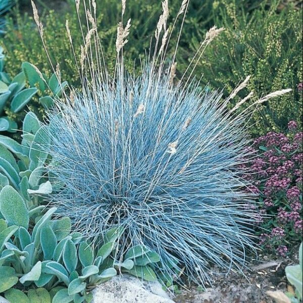 Фестука вечнозелена многогодишна синя трева най-лесна за отглеждане семена - Fеstuca valesiaca glaucantha Buddy Blue