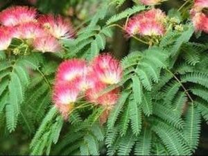 Срамежлива Мимоза Пудика не ме докосвай семена - Mimosa Pudica sensitive plant