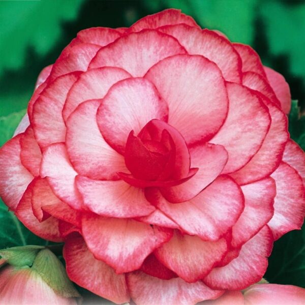 Приказно красива кичеста Бегония с цвят на роза за сянка - Begonia bouton de rose