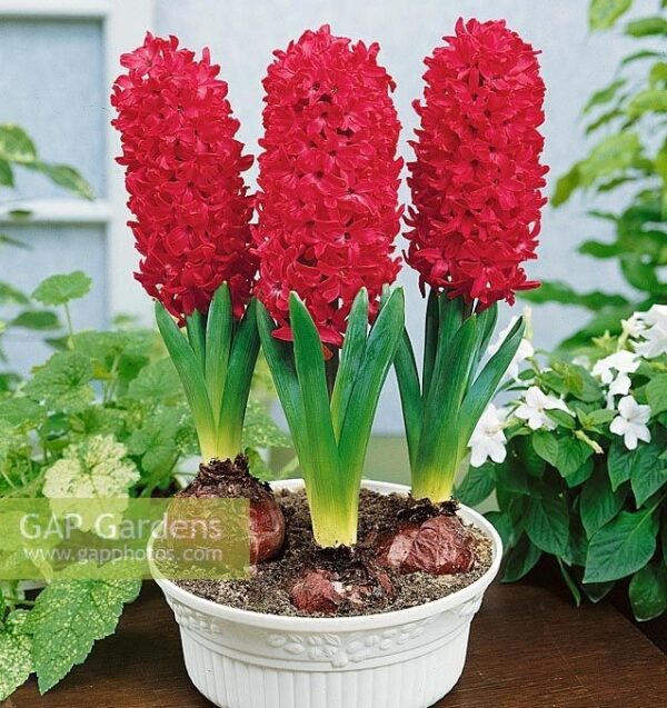 Ароматен червен зюмбюл подарък за 8 - ми март - Hyacinthus Jan Bos