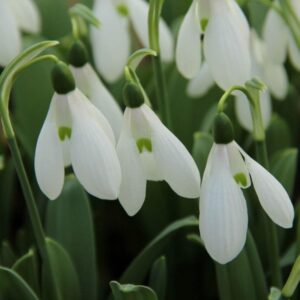 Кокиче Елвези многогодишно и саморазмножаващо се или кокиче гигант - Galanthus Elwesii