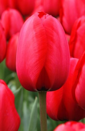 Лале късно високо и елегантно Червена импресия 10 см цвят - Tulip Red Impression