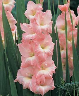 Гладиол с уникално красив и нежен розов цвят - Gladiolus rose supreme