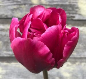 Лале кичесто и ароматно с цвят на роза - Tulip double Margarita Лале кичесто и ароматно с цвят на роза - Tulip double Margarita