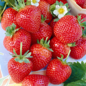 Най-плодородната ягода Остара Четири Сезона - Strawberry Ostara Fragaria