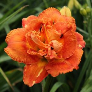 Хемерокалис кичест керемидено червено Превъзходен късмет - Hemerocallis awesome luck Хемерокалис кичест керемидено червено Превъзходен късмет - Hemerocallis awesome luck