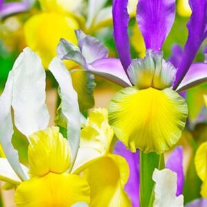 Ирис зимоустойчив Дъга мистериозен микс от цветове - Iris Hollandica mix