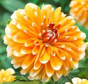 Далия бахамска праскова - Dahlia Bahama apricot Далия бахамска праскова - Dahlia Bahama apricot