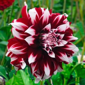 Далия Х Фактор супер талант сред цветята с 20 см цвят - Dahlia X factor