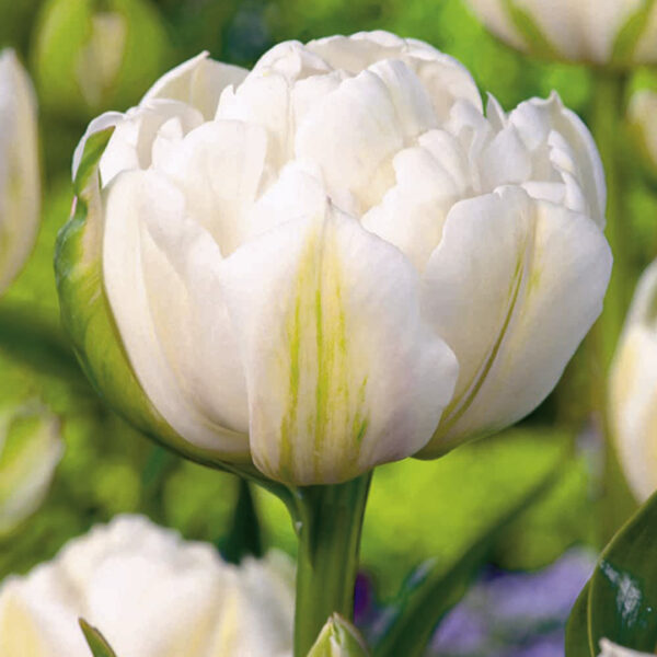 Лале ароматно бяло кичесто и божуресто - Tulip mount Tacoma