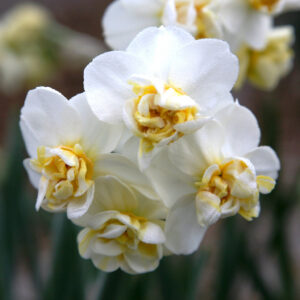 Нарцис Лъчезарност ароматен с тройни бели цветове - Narcissus white cheerfulness 3