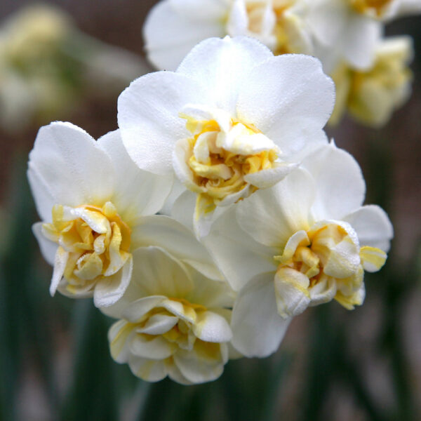 Нарцис силно ароматен и с тройни цветове - Narcissus white cheerfulness