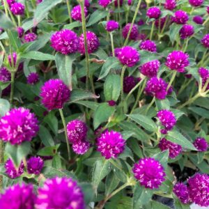 Гомфрена лесно за отглеждане сухо цвете цъфти цяло лято -Gomphrena globosa LAS VEGAS purple