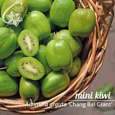 Киви мини зимоустойчиво женско - Actinidia chang bai giant