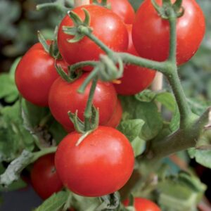 Най полезният Био тор за домати гарантира много домати и по-малко болести - Tomato organic