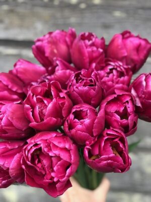 Лале кичесто и ароматно с цвят на роза - Tulip double Margarita Лале кичесто и ароматно с цвят на роза - Tulip double Margarita