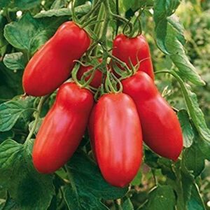 Домат Сан Марцано най-любим сорт за лютеници и салати супер родовит - Tomato San Marzano