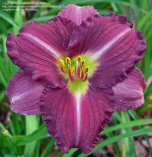 Хемерокалис Аметист устойчив на болести и студ - Hemerocallis woodside amethyst Хемерокалис Аметист устойчив на болести и студ - Hemerocallis woodside amethyst