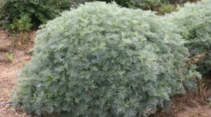 Бял пелин лечебна билка в саксия - Artemisia absinthium