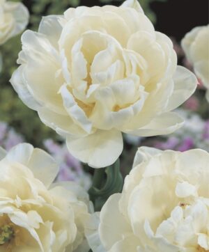 Лале ароматно бяло кичесто и божуресто - Tulip mount Tacoma