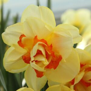 Нарцис ароматен с кичест едър 11 см. цвят сорт Таити - Narcissus Tahiti