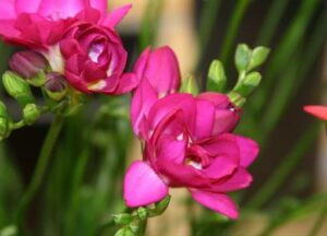 Фрезия аромат за вашия дом кичеста романтично розова - Fresia double pink