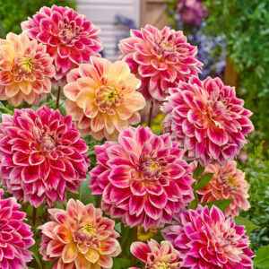 Далия храм на красотата - Dahlia temple of beauty Далия храм на красотата - Dahlia temple of beauty