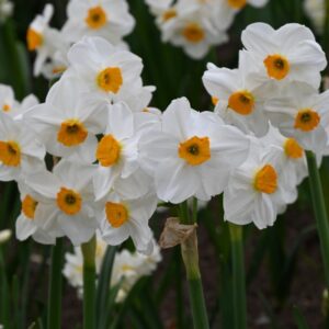 Нарцис не изчезващ ароматен четворен - Narcissus Geranium