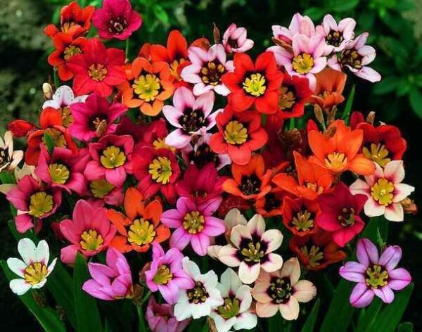Многогодишен спараксис за алпинеуми и слънце Арлекиново цвете - Sparaxis tricolor