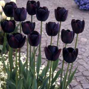 Черно лале Кралица на нощта късно цъфтящо - Tulip Queen of the night