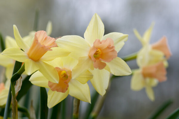 Нарцис чаровен и троен срамежливата лейди - Narcissus blushing lady