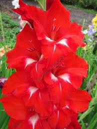 Гладиол червен с бяло в гърлото - Gladiolus Tradehorn