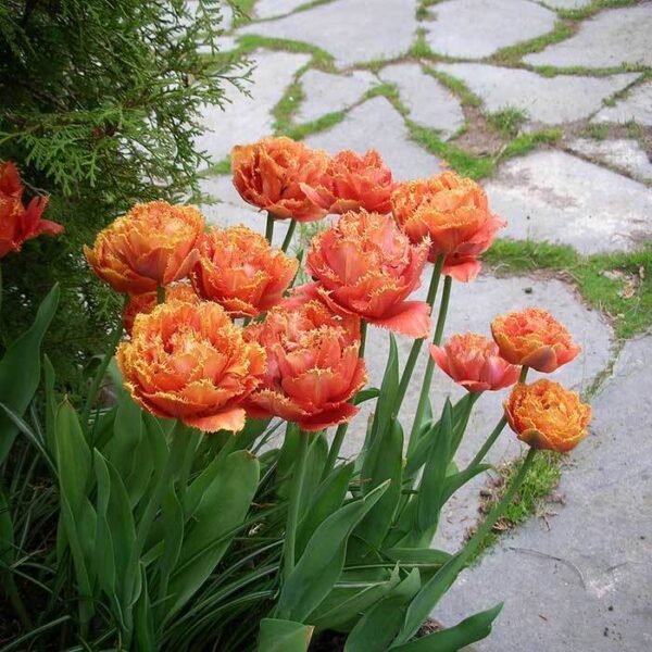 Лале приличащо на роза и божур Нежно докосване - Tulip sensual touch