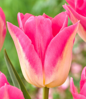 Лале любимо на градинарите здраво и издръжливо - Tulip dynasty