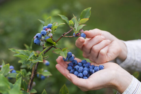 Най-полезната за здравето синя студоустойчива боровинка отглежда се и в саксия - Vaccinium blueberry