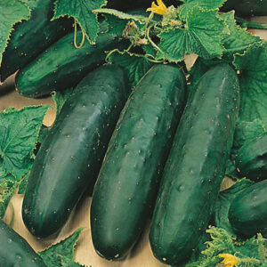 Краставица старинна средно дълга салатна много родовита - Cucumber Marketmore