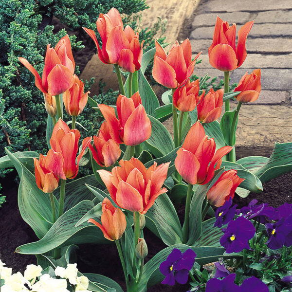Лале Торонто не изчезва за години напред тройно 3-5 цвята букетно - Tulip Toronto