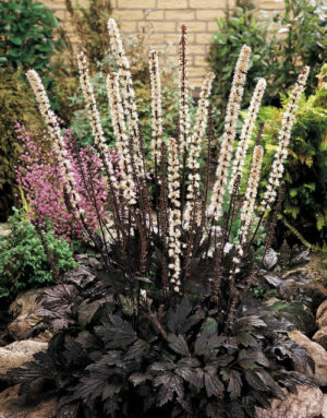Цимицифуга грандиозен ароматен храст с тъмно лилави листа - Cimicifuga ramosa 'Hillside Black Beauty'