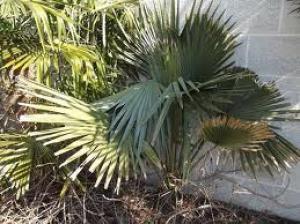 Палма Вашингтония - Washington palm tree seeds