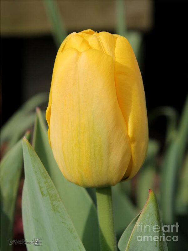 Лале широка усмивка един от най-уникалните жълти сортове - Tulip big smile