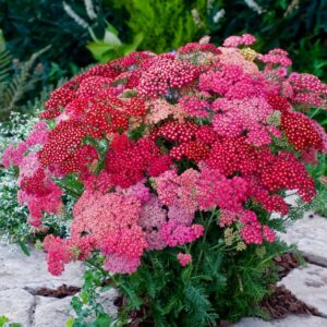 Ахилея червена ароматна многогодишна и лековита билка за сухи градини - Achillea Cassis