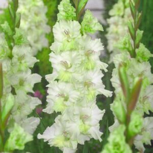 Гладиол къдрав бяло със зелено - Gladiolus gydan Гладиол къдрав бяло със зелено - Gladiolus gydan