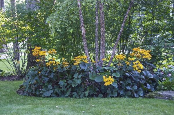 Лигулария за сянка зимоустойчив и екзотичен храст за изискани градинари - Ligularia Little Lantern