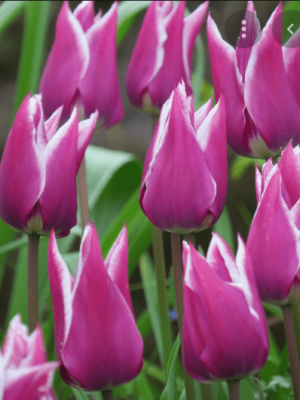 Лале лилиевидно Клаудия с грациозен лилаво - розов цвят - Tulip Claudia