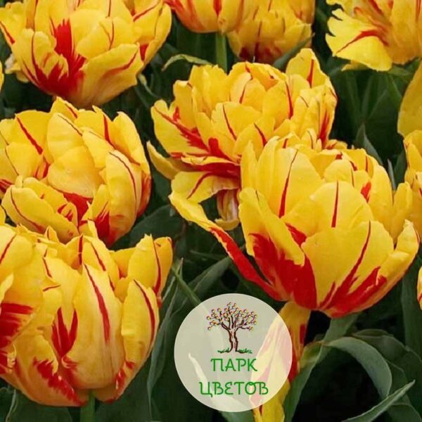 Лале Монзела ароматно кичесто двуцветно истински спектакъл -Tulip Monsella