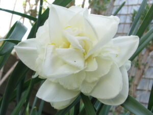 Нарцис Обдам кичест ароматен с цвят на гардения - Narcissus Obdam