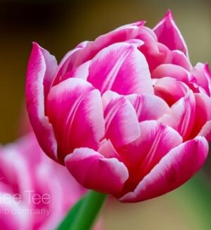 Лале Колумб елегантно и ароматно божуресто двуцветно - Tulip Columbus