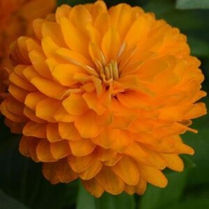 Изцяло кичеста оранжева циния Захара не боледува - Zinnia Zahara orange Изцяло кичеста оранжева циния Захара не боледува - Zinnia Zahara orange