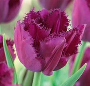Лале великолепно с променящ се лилав цвят ресничесто - Tulip curly sue