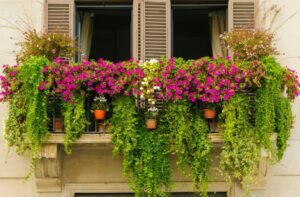 Подхранващ тор за обилен цъфтеж на всичи видове балконски растения - Flower beds and balcony plants fertilizer